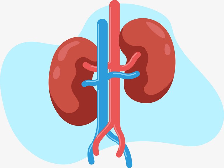 [Translate to Germany - deutsch:] Schematics of a human kidney