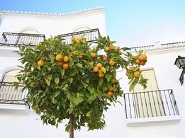 Orangenbaum vor einem Haus